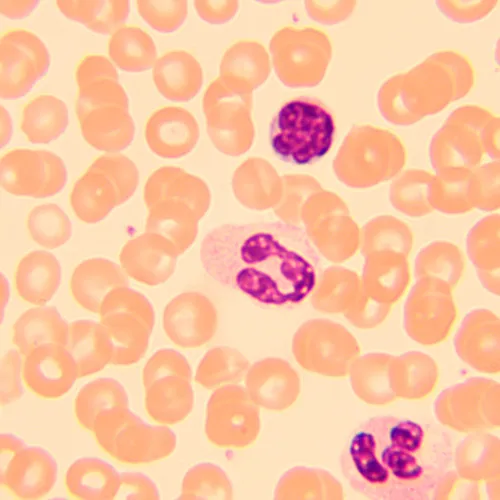 a fotón:  MAGUS Bio 250T biológiai mikroszkóp,  23