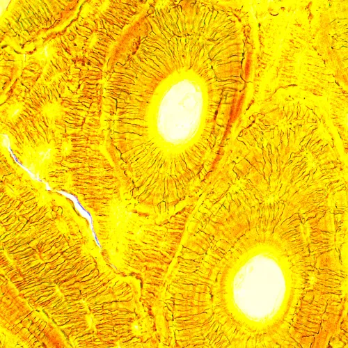 a fotón:  MAGUS Bio 250T biológiai mikroszkóp,  24