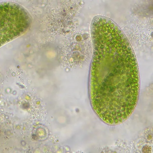 a fotón:  Bresser Researcher Trino 40–1000x mikroszkóp,  14