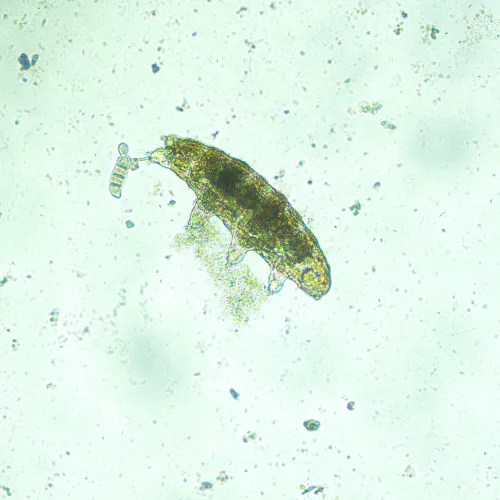 a fényképen:  MAGUS Bio V300 biológiai fordított mikroszkóp,  13