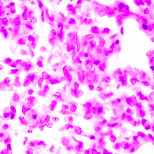 a fotón:  MAGUS Bio 270T biológiai mikroszkóp,  24