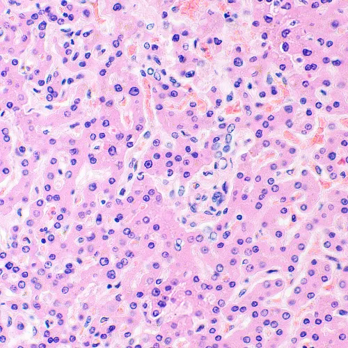 a fotón:  MAGUS Bio 290T biológiai mikroszkóp,  28