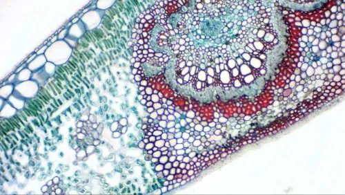 a fényképen:  Bresser MikrOkular Full HD szemlencsés digitális kamera,  8