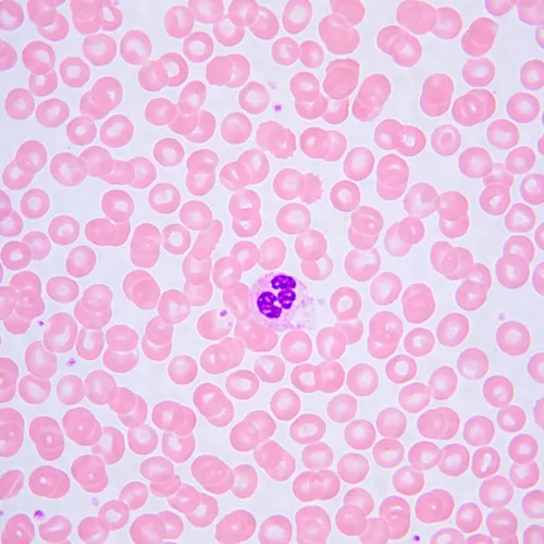 a fotón:  MAGUS Bio 240T biológiai mikroszkóp,  24