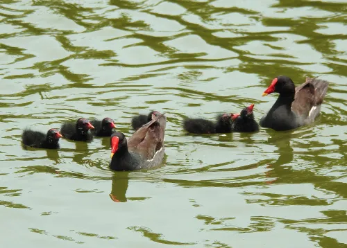 a képen:  Levenhuk Kelvin MAK60 mini AZ fototeleszkóp,  15