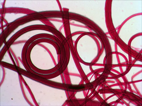 a képen:  Levenhuk N10 NG előkészített tárgylemezkészlet,  8