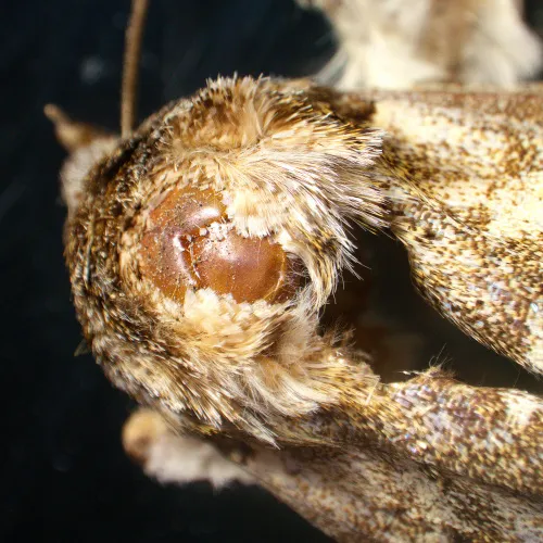 a fotón:  MAGUS Stereo A18T sztereomikroszkóp,  6