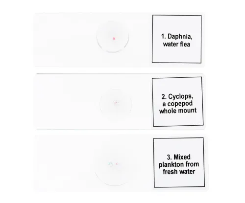 a képen:  Levenhuk Discovery Prof DPS 5 mikropreparátum mintakészlet. „Élet egy csepp vízben”,  6