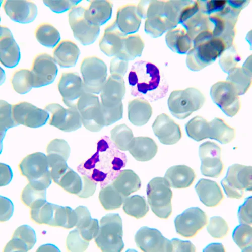 a fotón:  MAGUS Bio 230BL biológiai mikroszkóp,  21