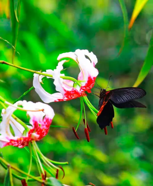 a képen:  Levenhuk Kelvin MAK60 mini AZ fototeleszkóp,  16