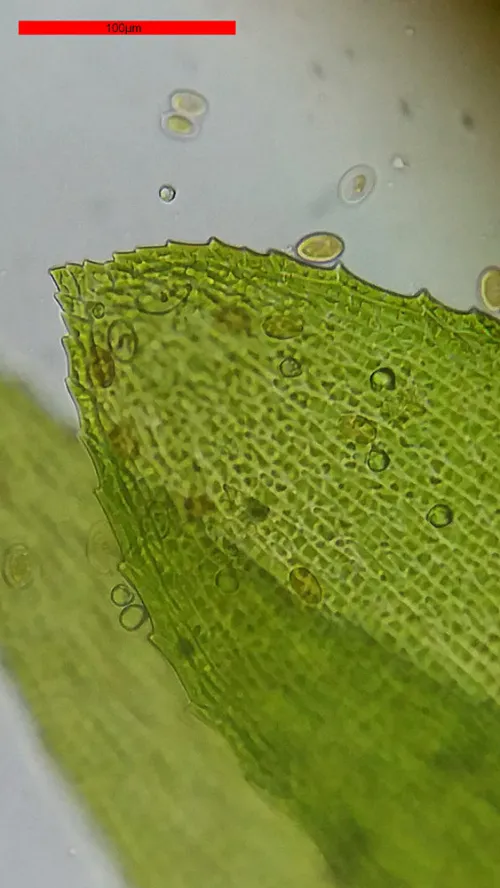 a fotón:  Bresser Erudit Basic 40–400x mikroszkóp,  18