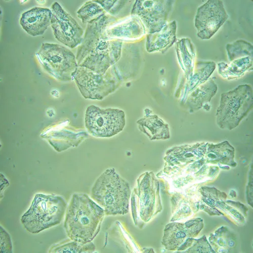 a fényképen:  MAGUS Bio VD360 LCD biológiai fordított digitális mikroszkóp,  28