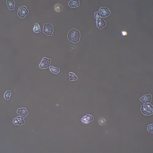 a fotón:  MAGUS PH2 fáziskontraszt eszköz,  13