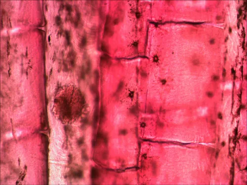 a képen:  Levenhuk N10 NG előkészített tárgylemezkészlet,  9