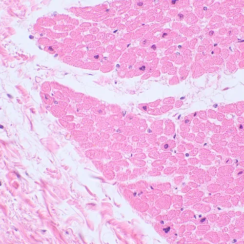 a fotón:  MAGUS Bio 230BL biológiai mikroszkóp,  22